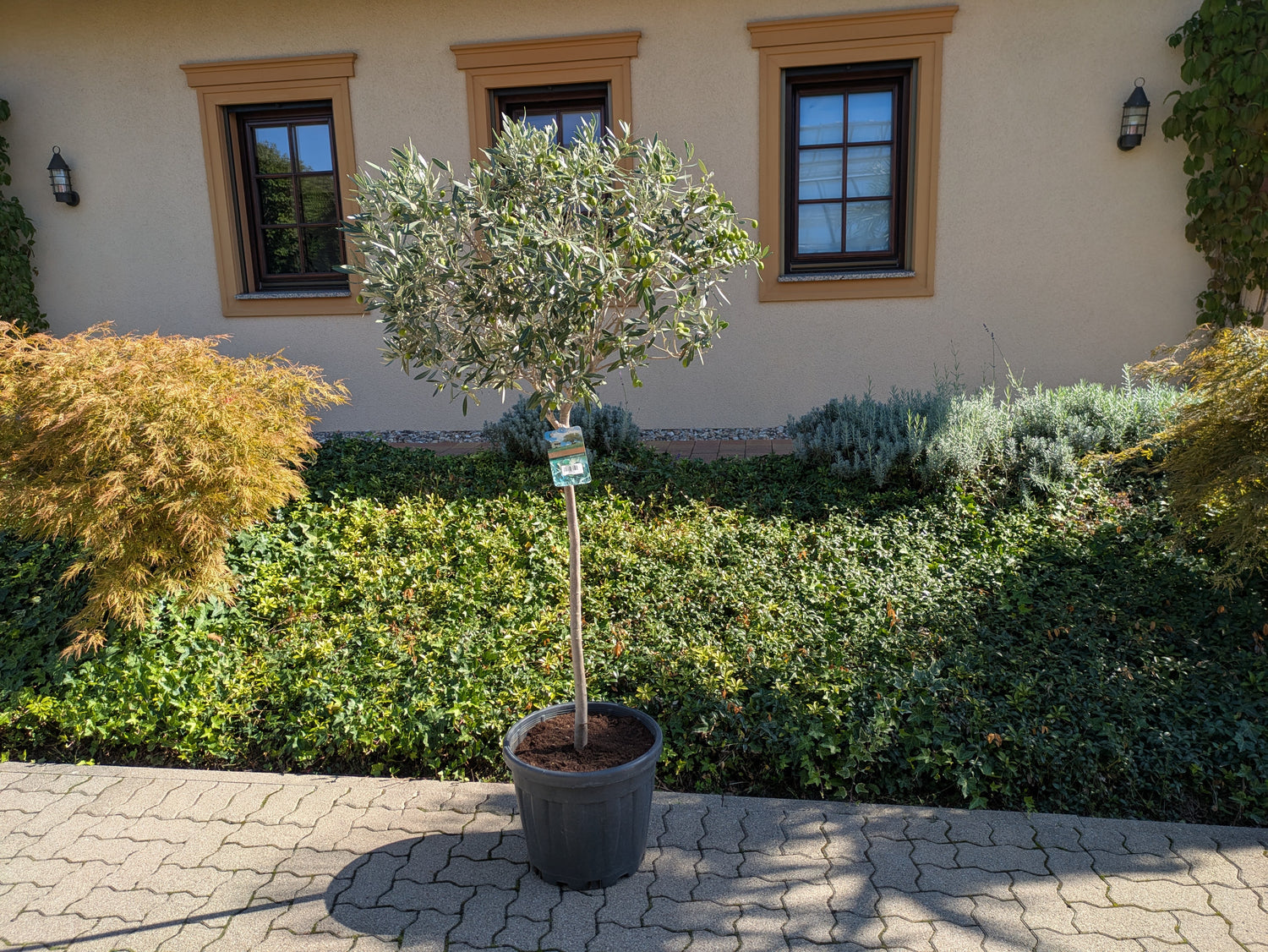 Olivenbaum 190 cm mit schöner Kugelkrone