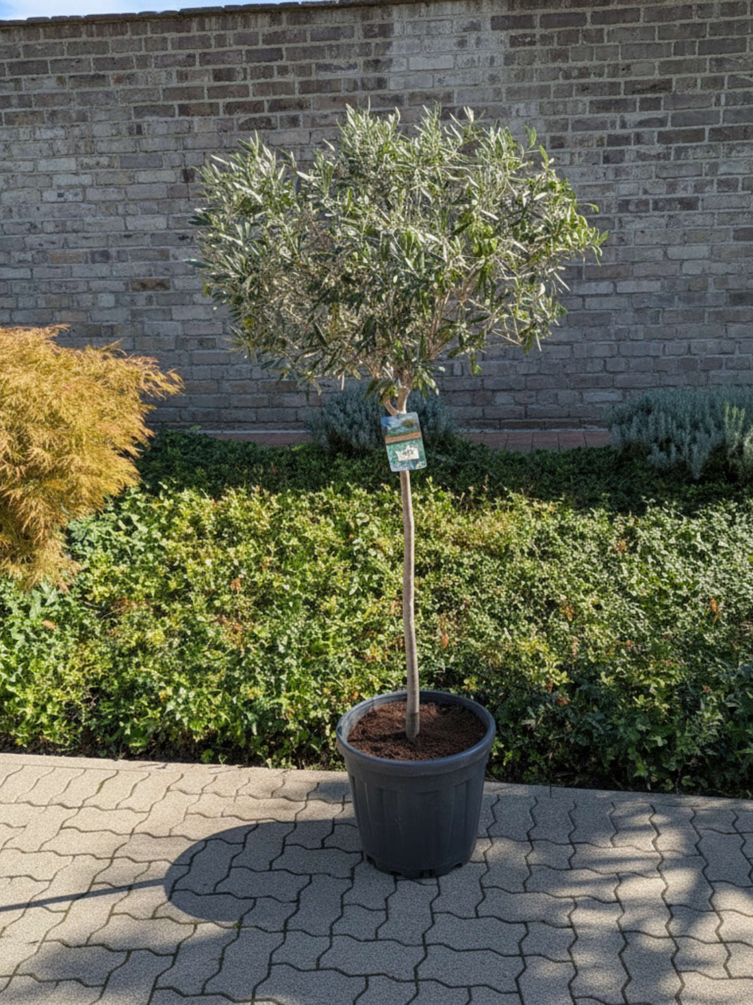 Olivenbaum vor Mauer