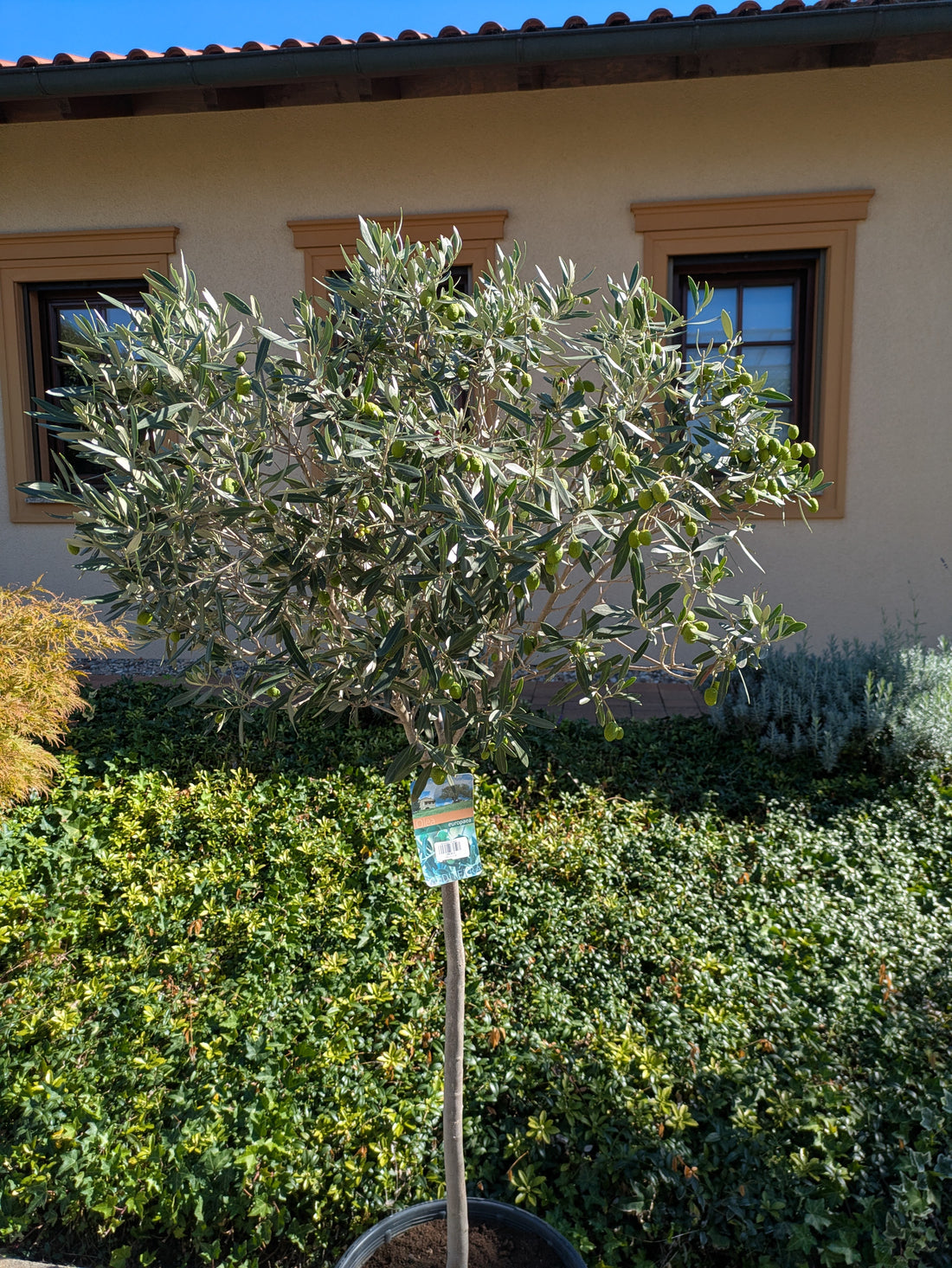 Olivenbaum mit schöner Kugelkrone im Toskanagarten Lingenfeld