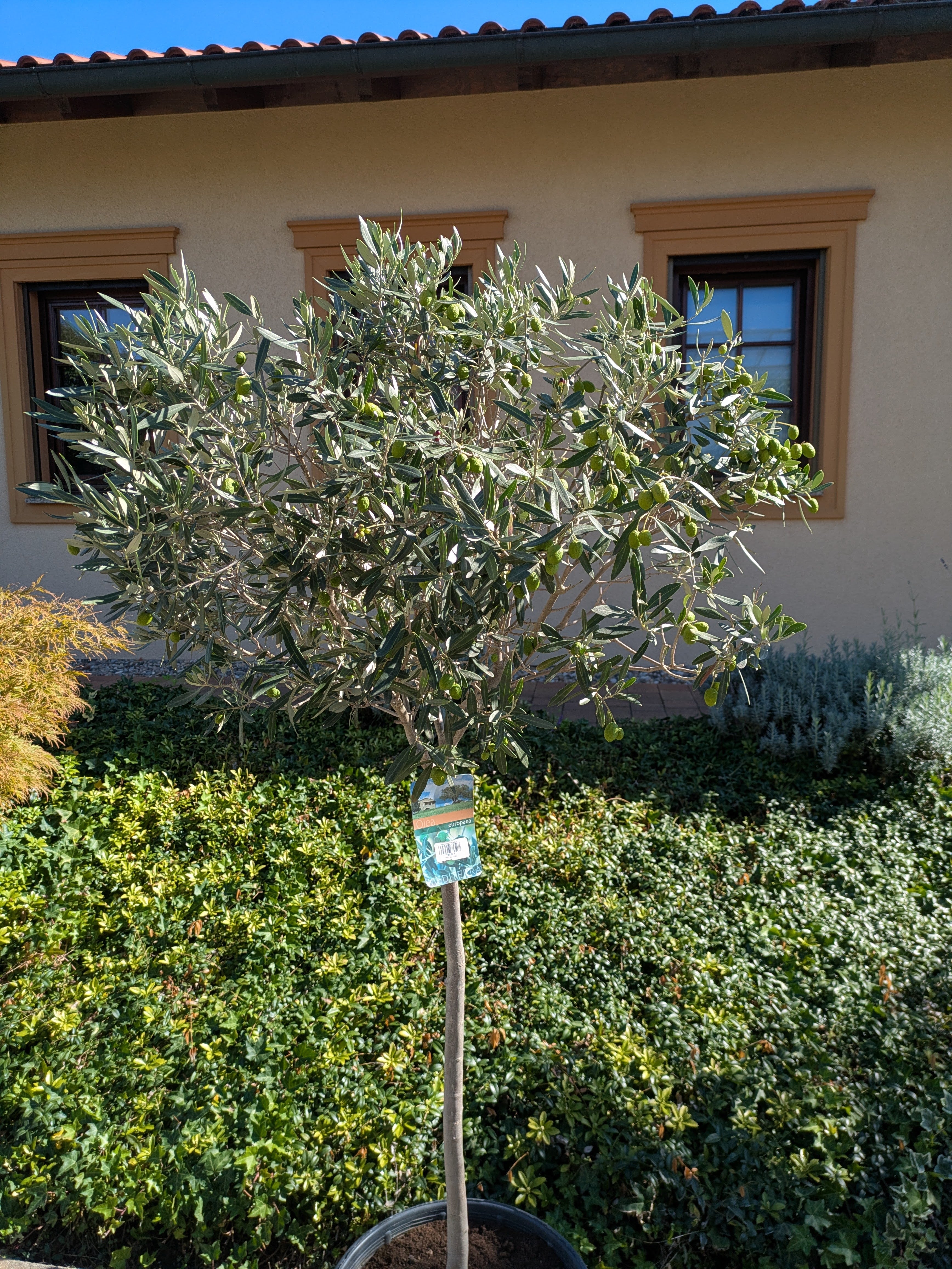 Olivenbaum mit schöner Kugelkrone im Toskanagarten Lingenfeld