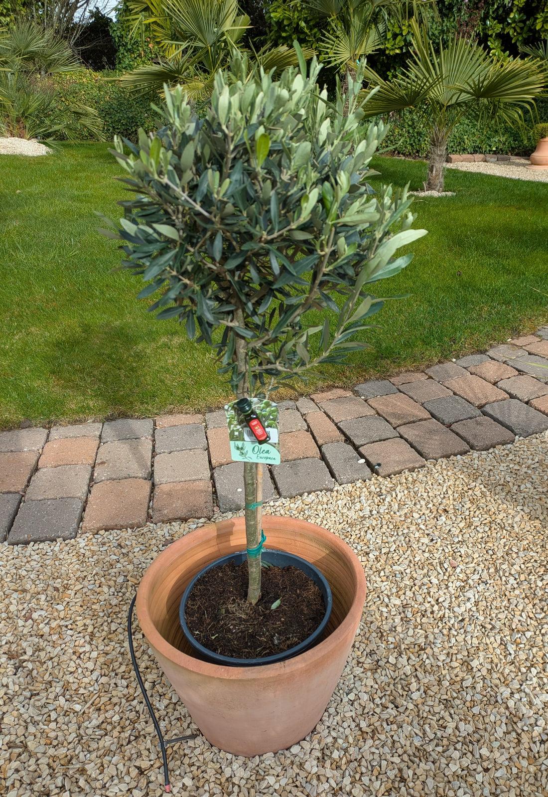 Olivenbaum Tribu im Toskanagarten