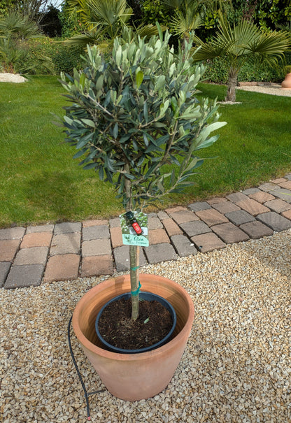 Olivenbaum Tribu im Toskanagarten