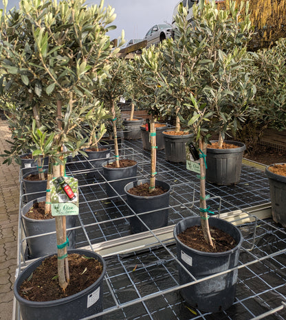 Olivenbaum Tribu in der Gärtnerei Scherer Lingenfeld