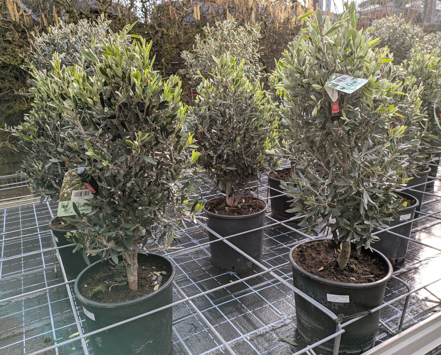 Olivenbusch Kegelform " Arbusto"