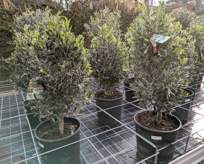 Olivenbusch Kegelform " Arbusto"