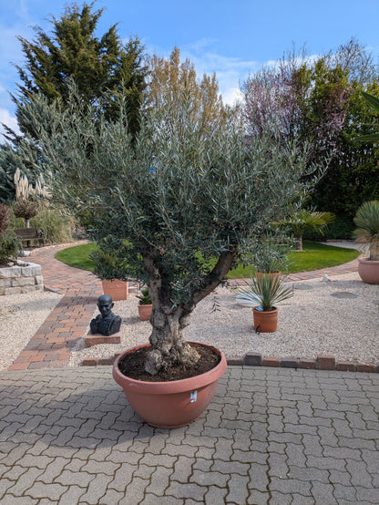 Olivenbaum Bonsai 140 Jare altaus der Pfalz