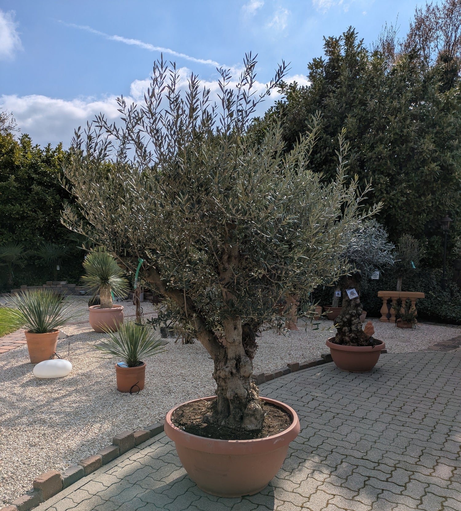 Olivenbaum Bonsai 140 Jare alt im Toskanagarten