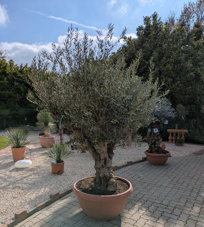Olivenbaum Bonsai 140 Jare alt im Toskanagarten