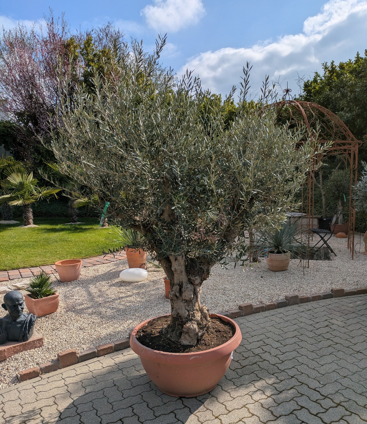 Olivenbaum Bonsai 140 Jare alt verzweigt