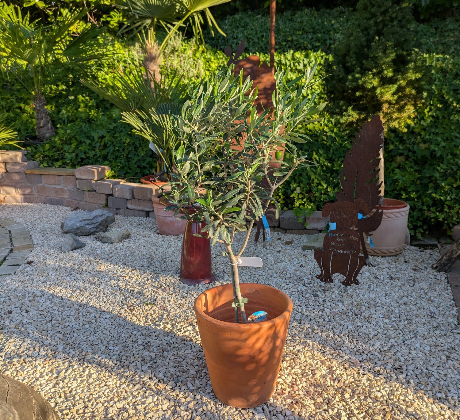 Olivenbaum 60cm im Toskanagarten Lingenfeld