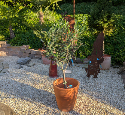 Olivenbaum 60cm im Toskanagarten Lingenfeld