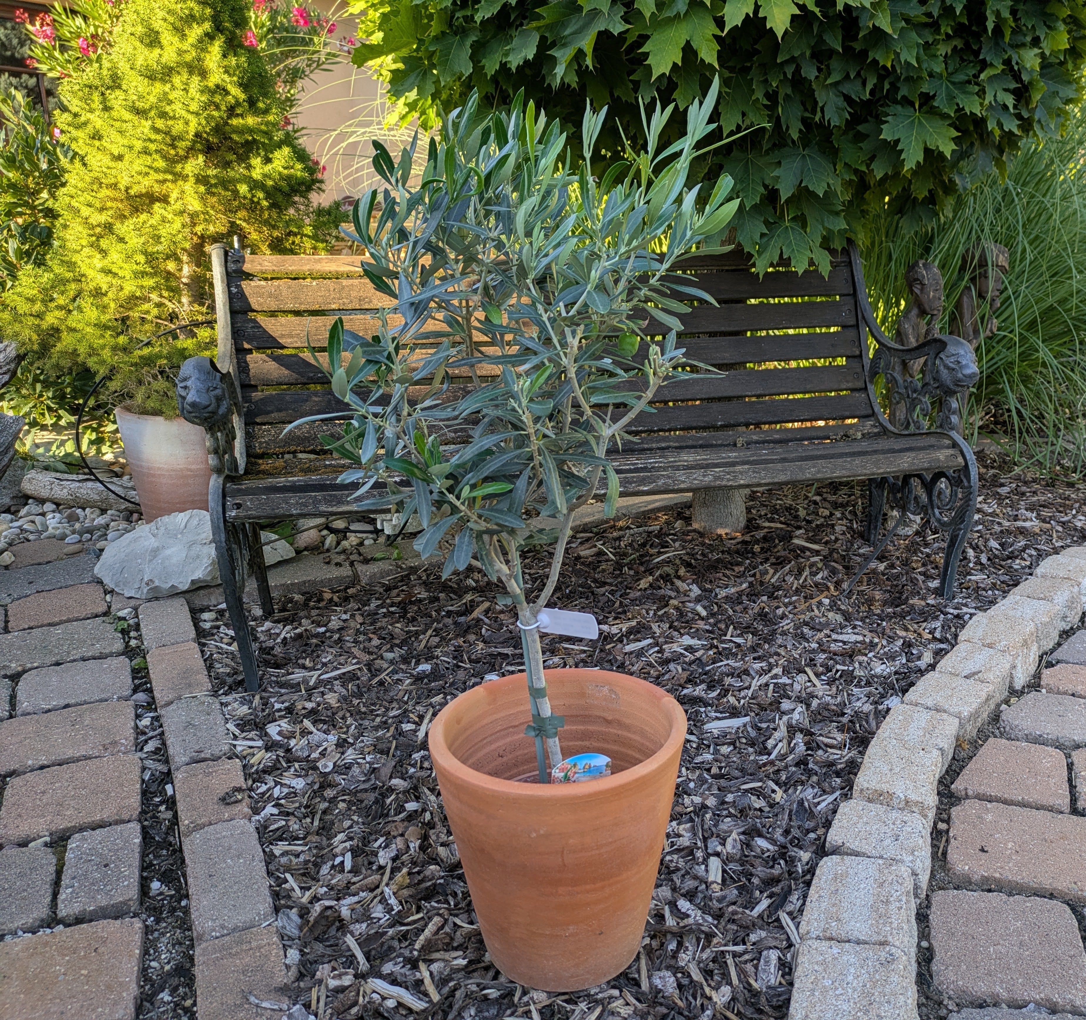 Olivenbaum 60cm im Schaugarten Lingenfeld