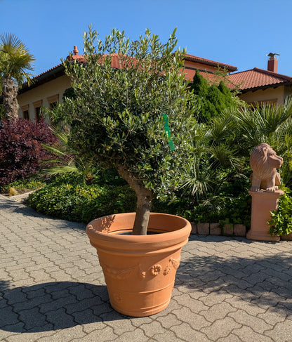 Olivenbaum 40 Jahre alt . 160cm Höhe – toskanagartenshop