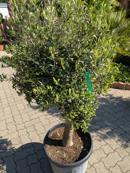 Olivenbaum 40 Jahre alt Kroe