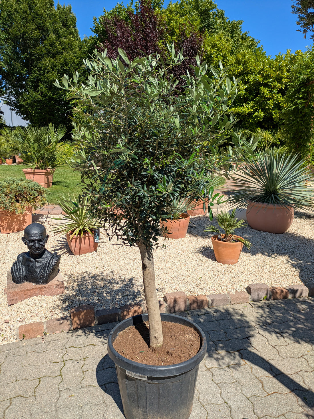 Olivenbaum 30 Jahre im Toskanagarten