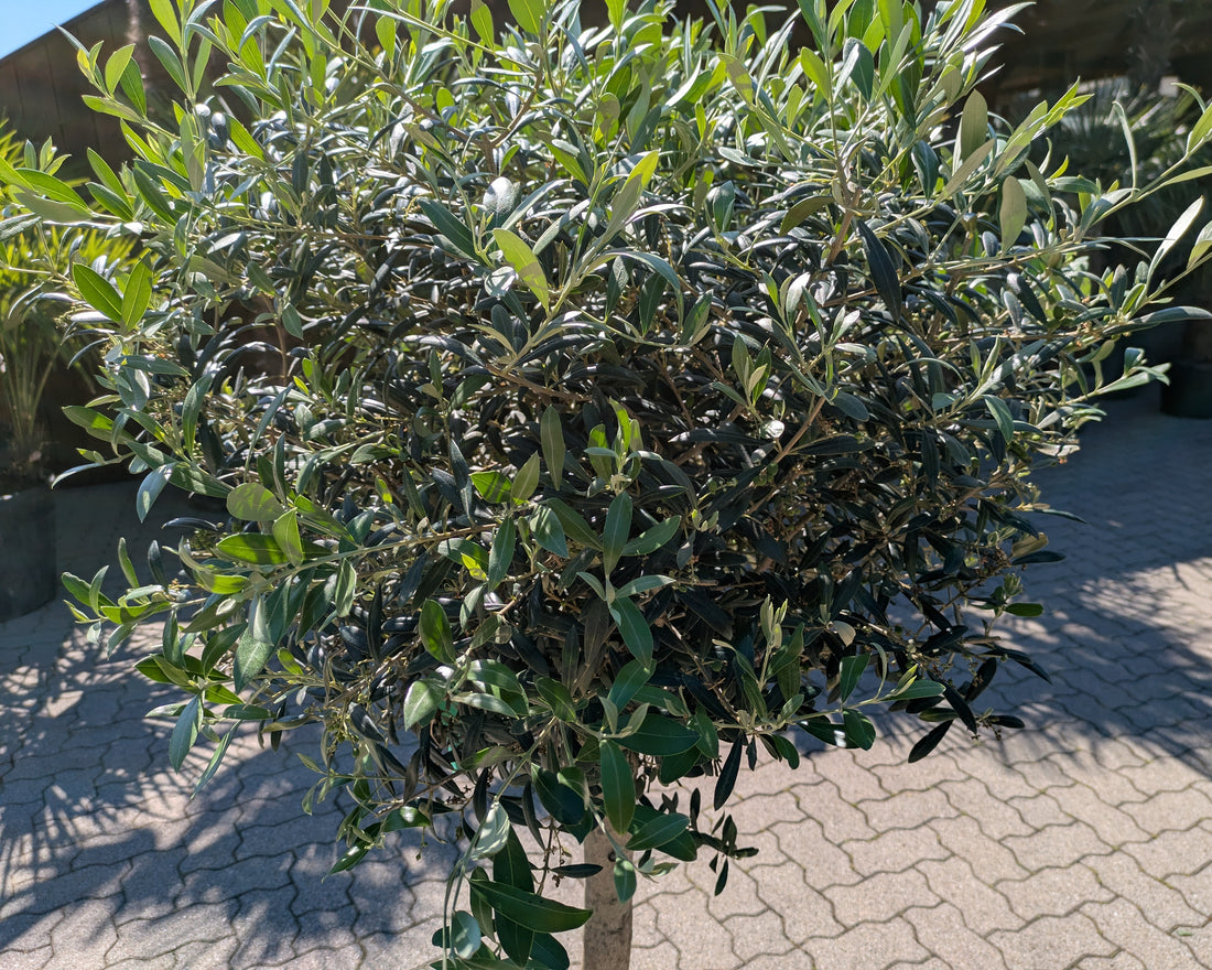 Olivenbaum 35 Jahre alt Krone