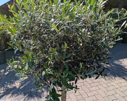Olivenbaum 35 Jahre alt Krone