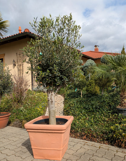 Olivenbaum 40 Jahre alt vor der Villa Toskana