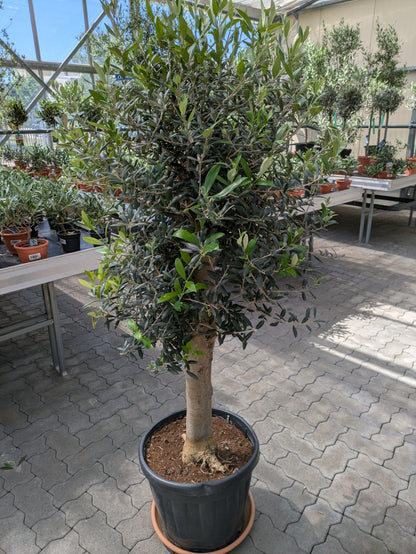 Olivenbaum 40 Jahre alt im Gewächshaus Toskanagarten