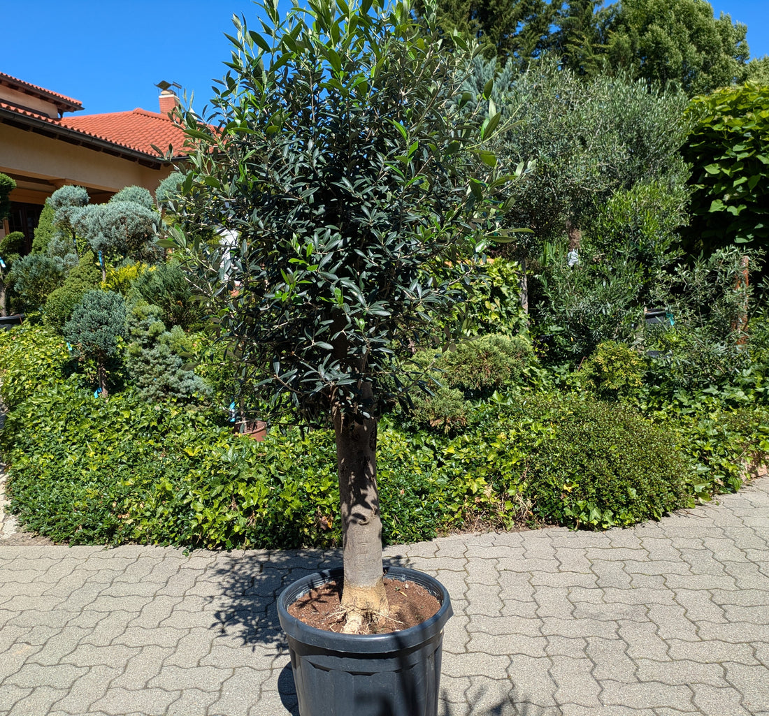 Olivenbaum 40 Jahre alt im Toskanagarten