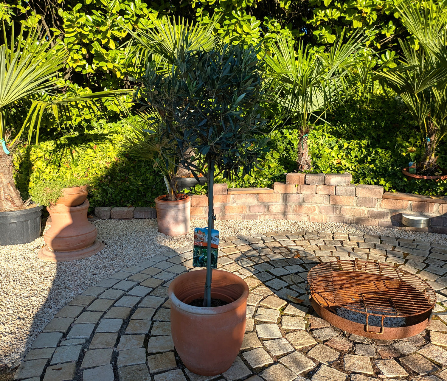 Olivenbaum im Schaugarten Toskanagarten Lingenfeld