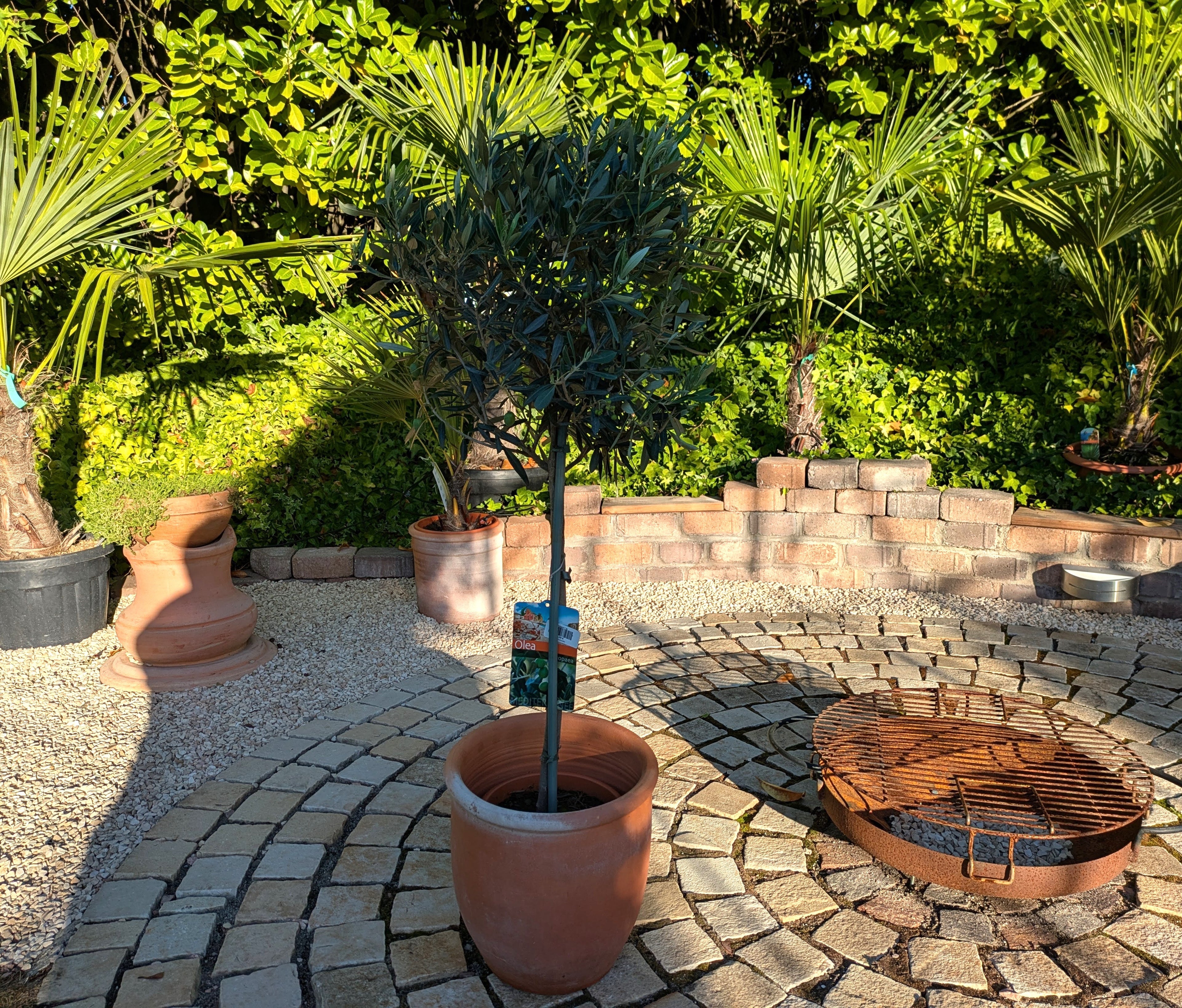 Olivenbaum im Schaugarten Toskanagarten Lingenfeld