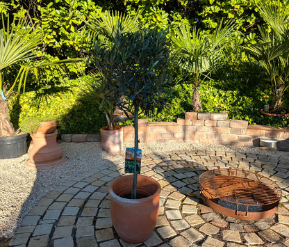 Olivenbaum im Schaugarten Toskanagarten Lingenfeld