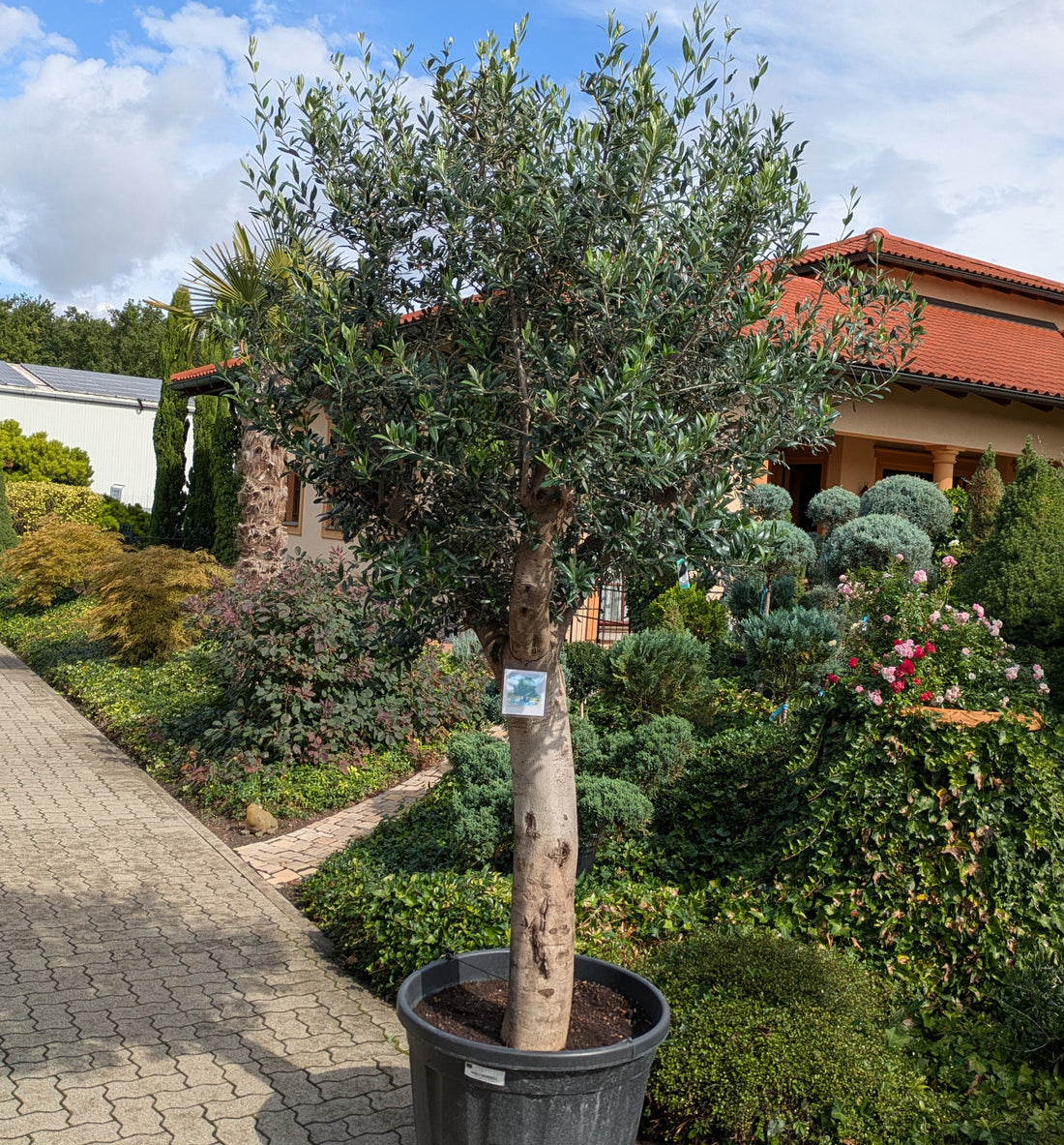 Olivenbaum 85 Jahre 300cm hoch