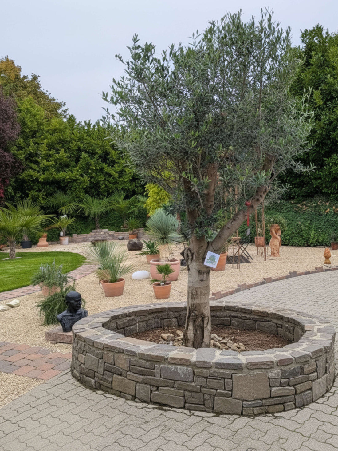 Olivenbaum 85 Jahre alt in Seinmauer