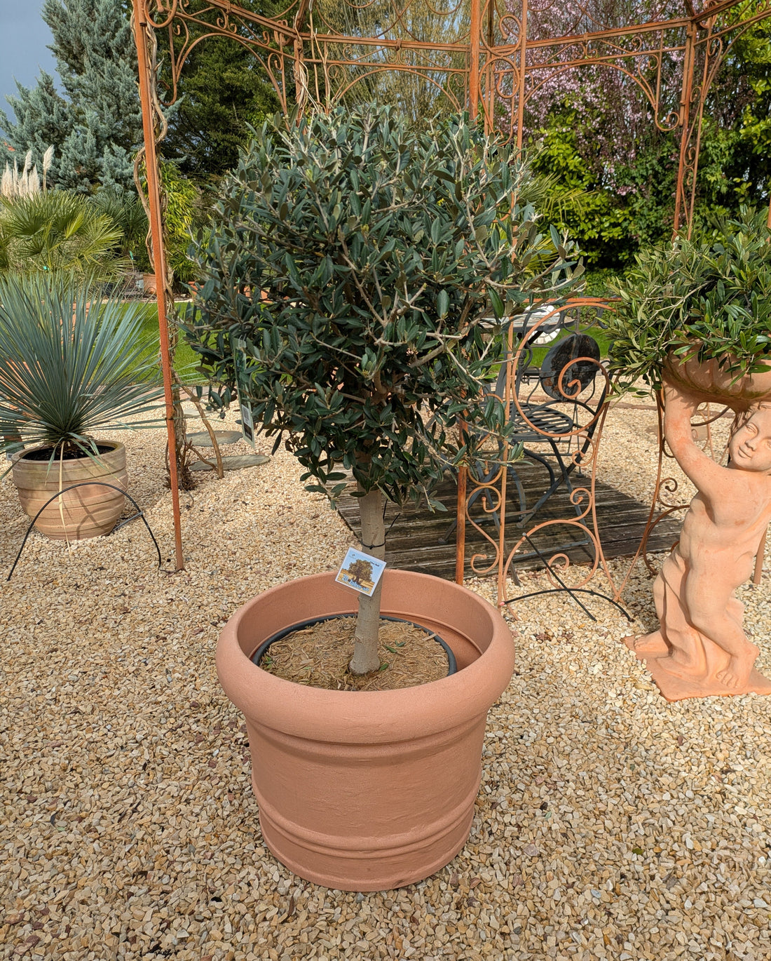 Olivenbaum 20 Jahre alt " Palla"