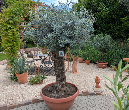 Olivenbaum 140 Jahre in einer Bonsaischale im Toskanagarten