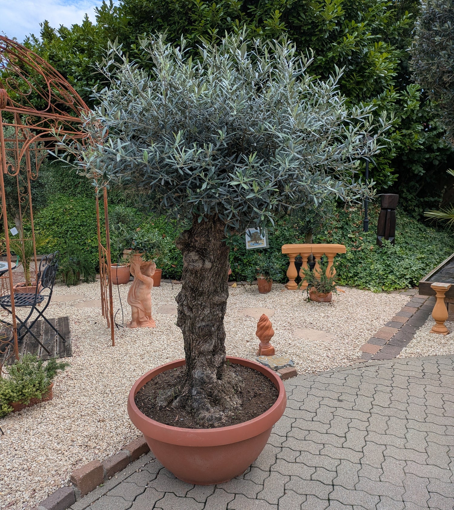 Olivenbaum 140 Jahre in einer Bonsaischale beim Züchter Toskanagarten/ Pfalz