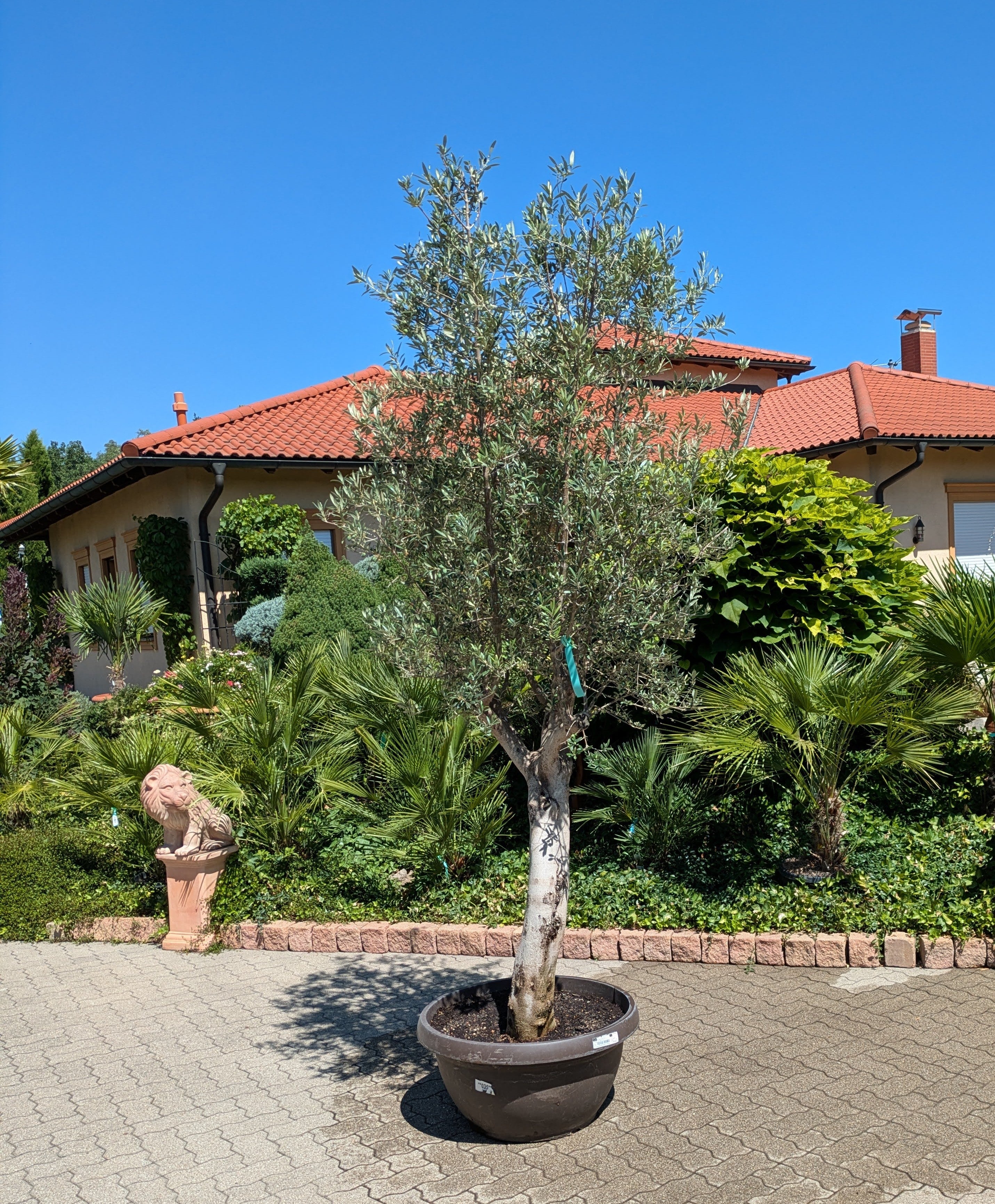 alter Olivenbaum in Bonsaischale