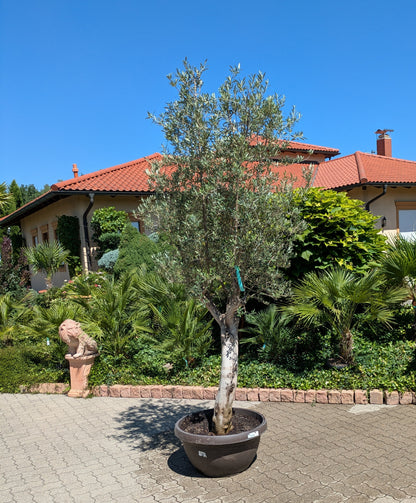 alter Olivenbaum in Bonsaischale