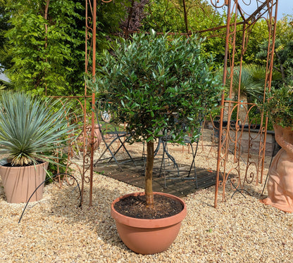 Bosai Palla Olivenbaum im Schaugarten Lingenfeld