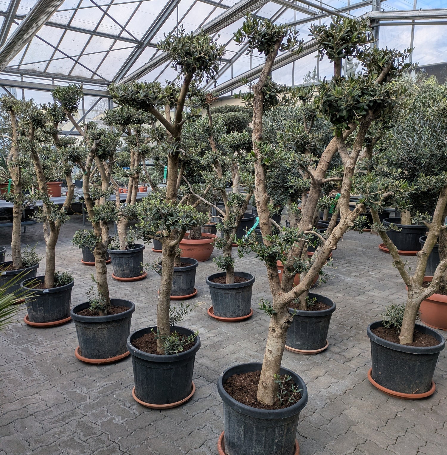 Olivenbaum PON PON, 70 Jahre alt – toskanagartenshop