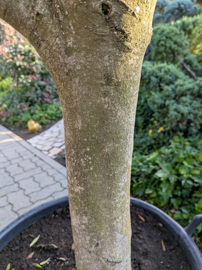 Stamm vom Olivenbaum Pon Pon 190cm