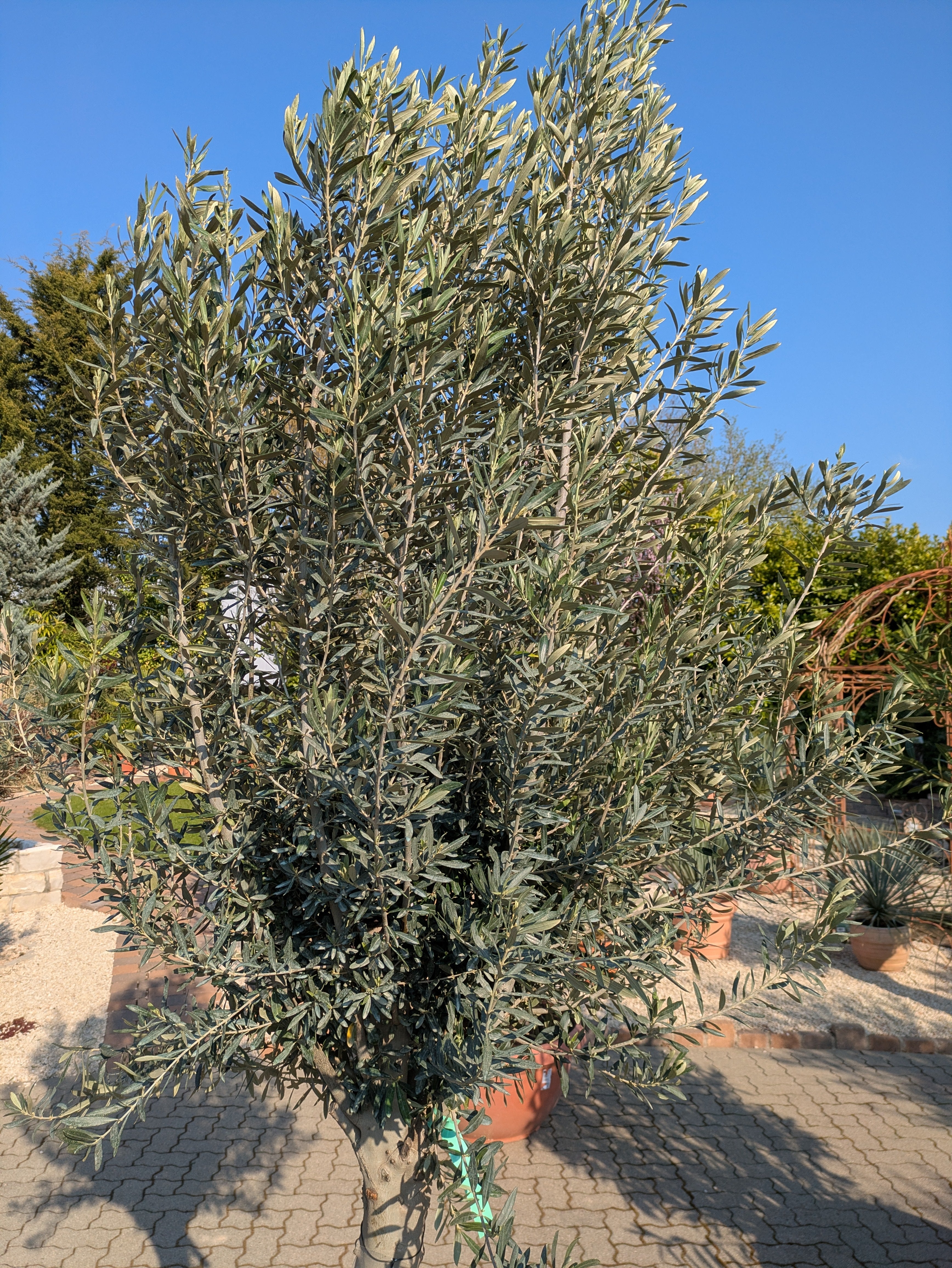 olivenbaum Omega 280cm Kronenwuchs