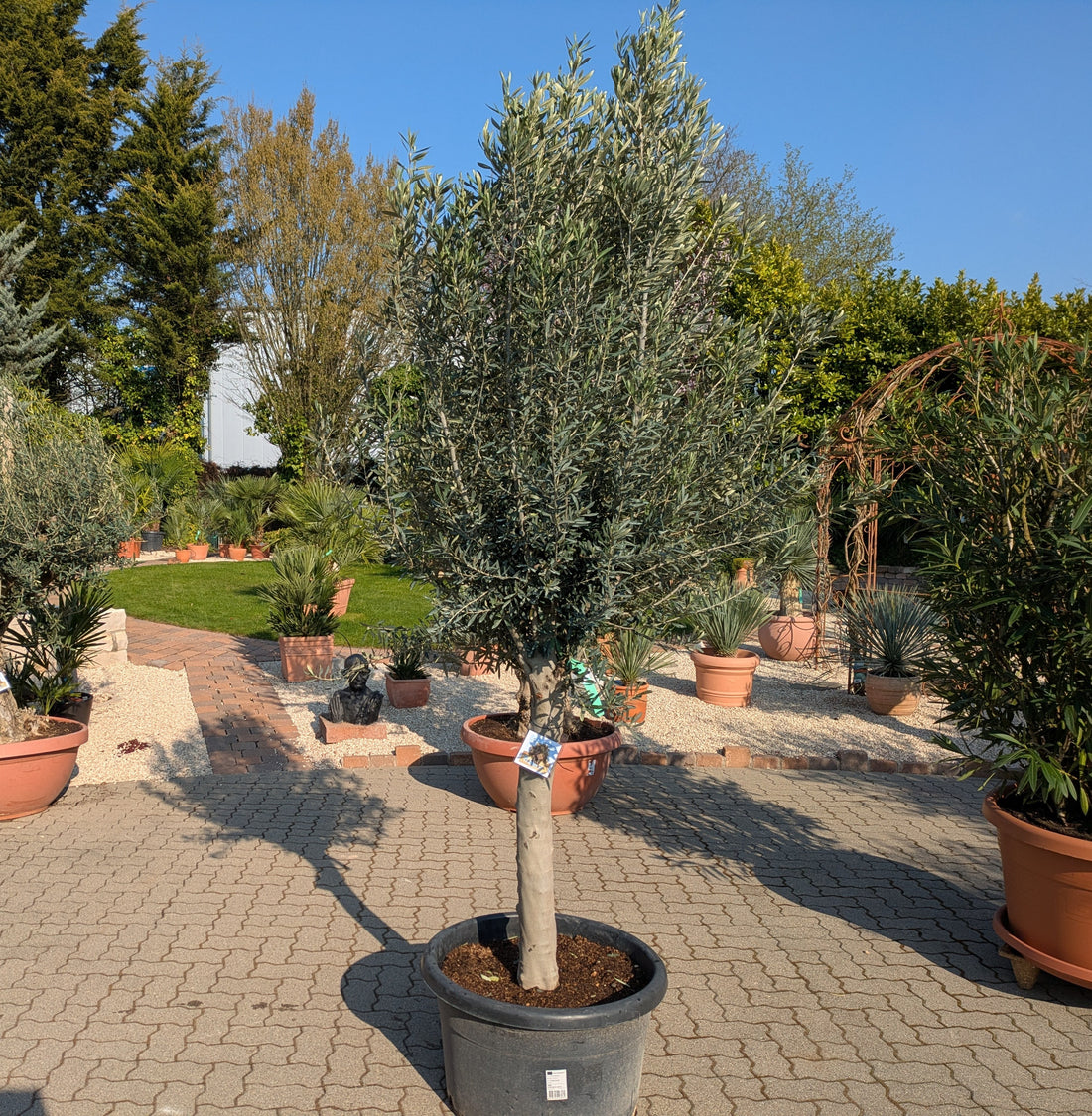 olivenbaum Omega 280cm