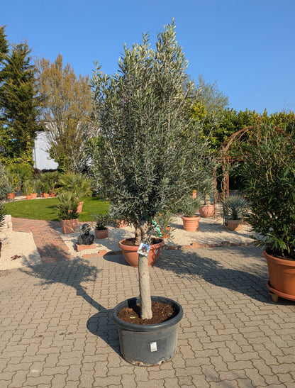 olivenbaum Omega 280cm im Toskanagarten