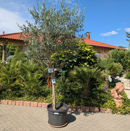 Frantoio Olienbaum  in Lingenfeld