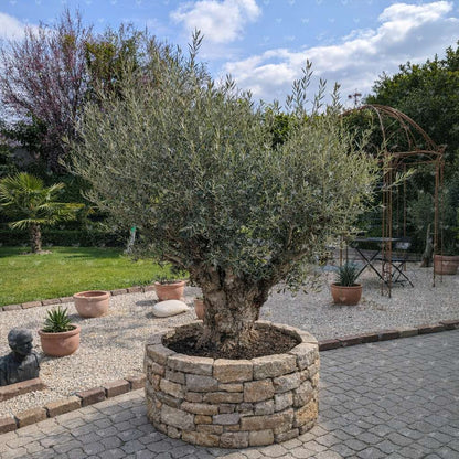 Olivenbaum Bonsai 140 Jahre alt in Trockensteinmauer