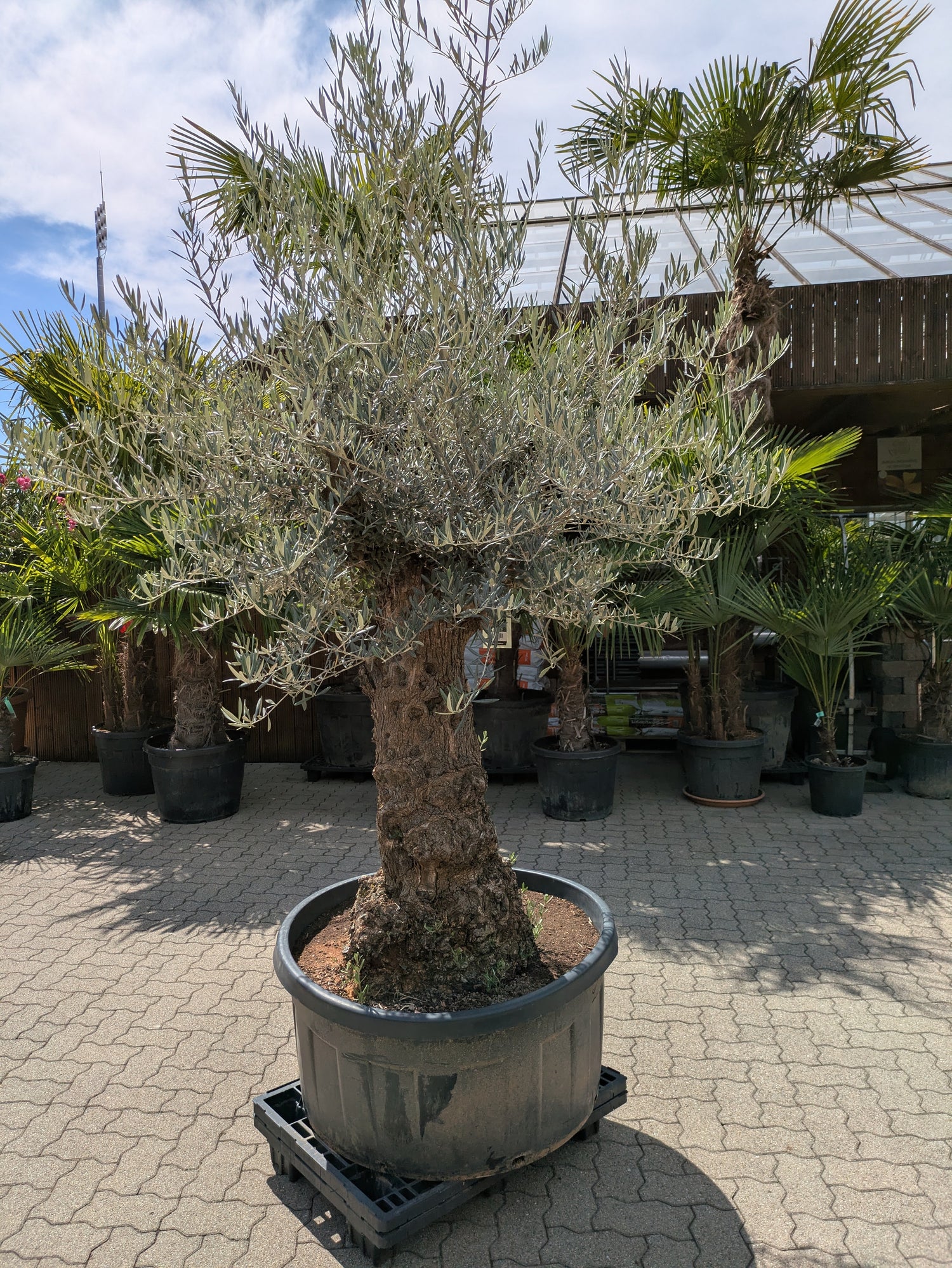 alter Olivenbaum nudoso