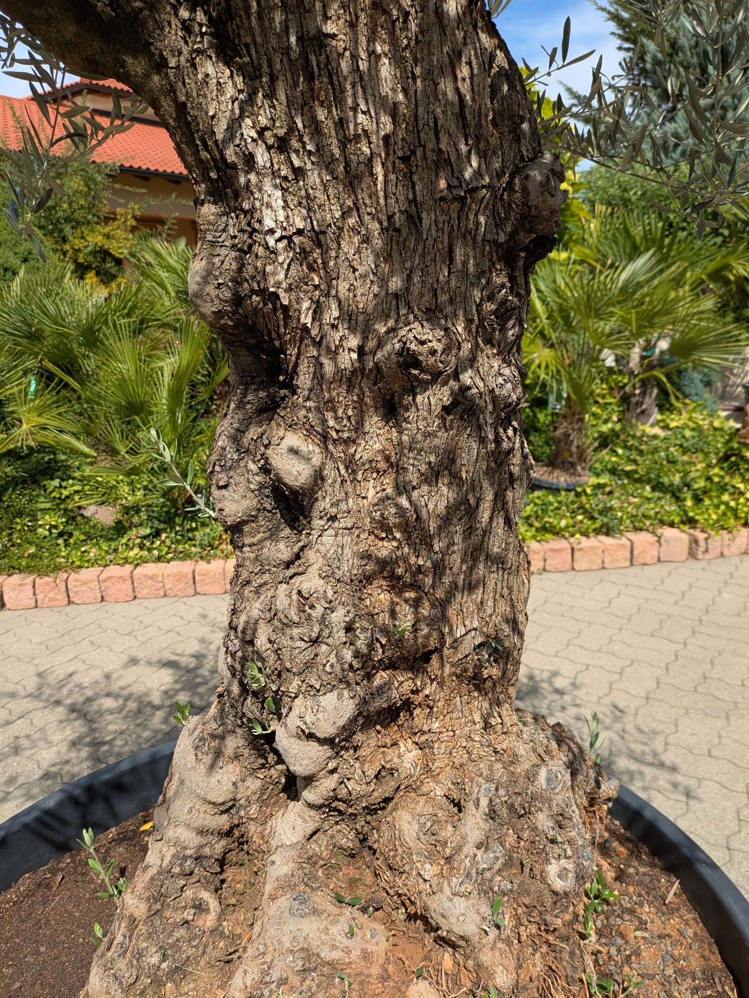 Stamm vom alten Olivenbaum