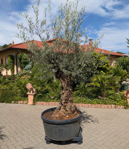 alter Olivenbaum im Toskanagarten