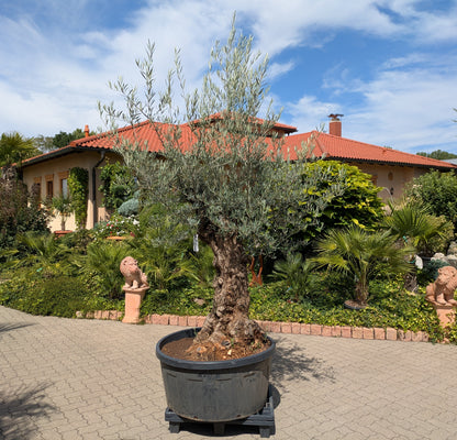 alter Olivenbaum