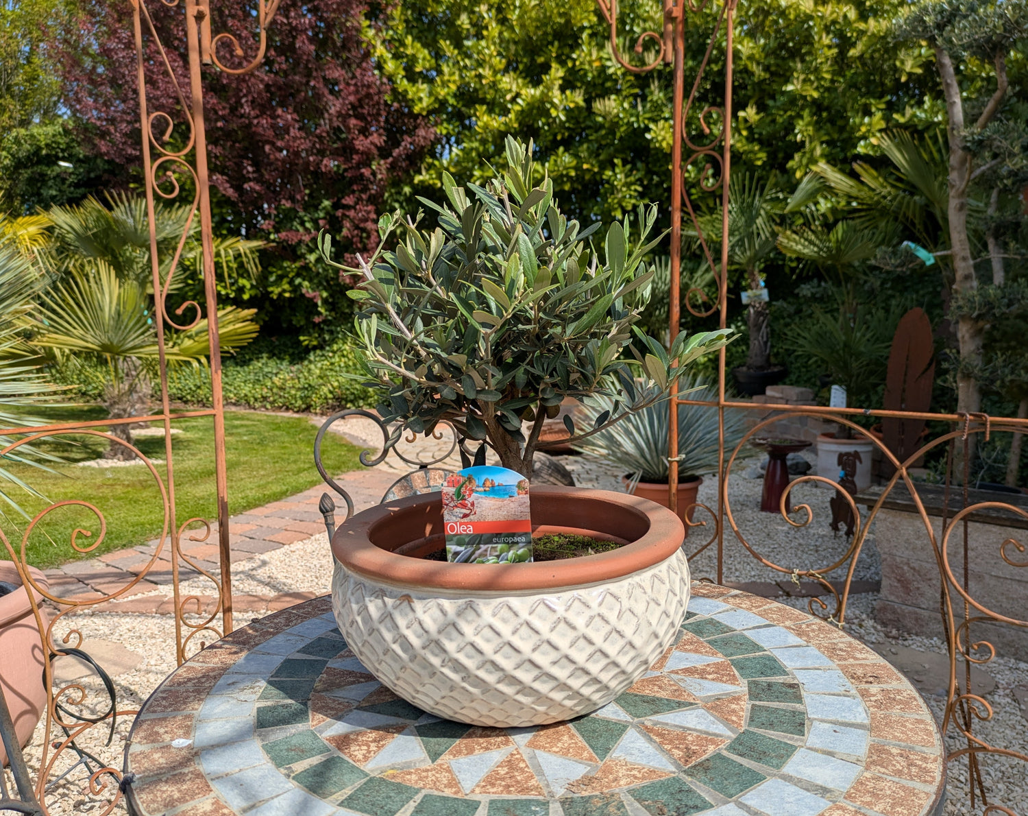 Olivenbonsai in Dekoschale