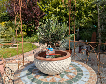 Olivenbonsai in Dekoschale