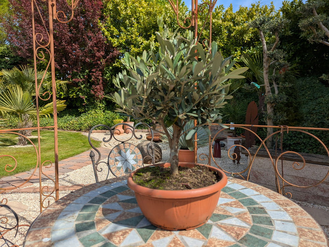 Olivenbonsai im Toskanagarten Lingenfeld