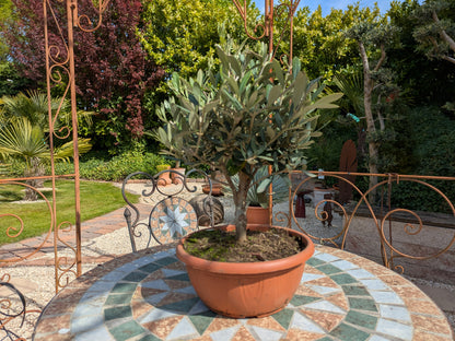 Olivenbonsai im Toskanagarten Lingenfeld